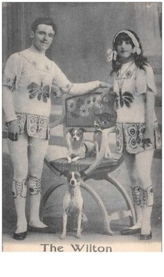 circus . n°46579 . the wilton chiens dachshund