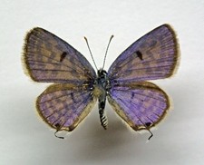 Lycaenidae TARUCUS THEPHRASTUS***male*** Morocco(papered)