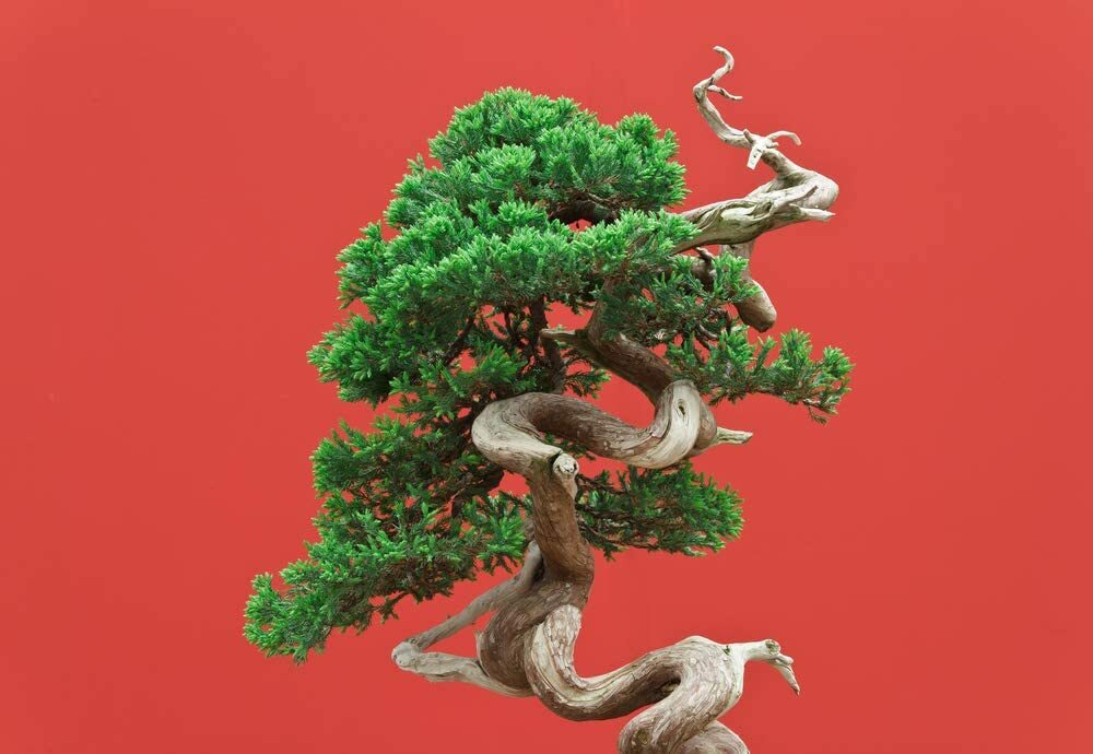 20 Black Spruce Bonsai Tree Seeds for Planting Popular Coniferous