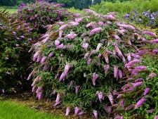 Live Pink Cascade BUTTERFLY BUSH Plant + BUDDLEJA Davidii -