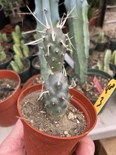 Tephrocactus articulatus papyracanthus Paper Cactus 3"Tall  #400Y This Plant