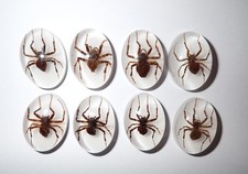 Esemplare di ragno fantasma lucite cabochon ovale 18x25 mm su bianco da 1 a 100 pezzi