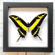 King Swallowtail Butterfly (Papilio thoas cinyras) Deep Shadow Box Display Frame