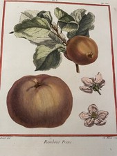 c.1768 Lovely Original Engraving NESLIER DES BOIS Botanical APPLE  FRUIT TREES