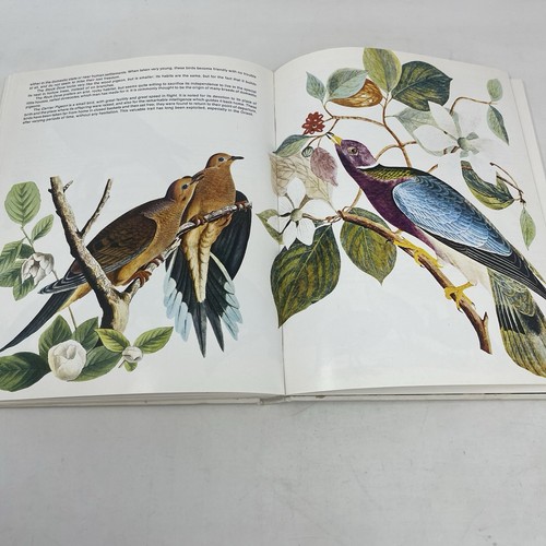 World Treasury of Birds in Color Cecil Madsen 1974 HC Audubon Gould Engravings - Picture 13 of 14