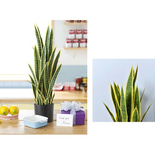 SOGA 4X 50cm Artificial 18 Leaves Yellow Edge Tiger Piran Fake Tree Pot Plant - Picture 3 of 7