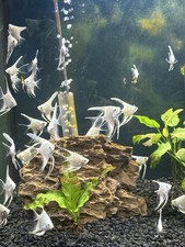 Pre-order: Platinum Angelfish - pack of 6 quarter size body