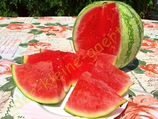 WASSERMELONE SUGAR BABY FRÜHE MELONE WASSERMELONEN MELONEN SÜß & SAFTIG 10 SAMEN