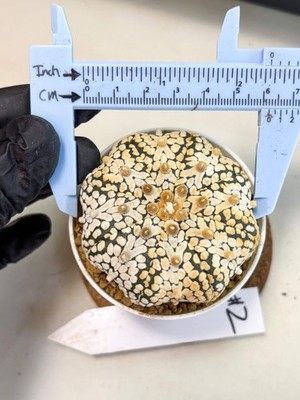 Astrophytum Star Shape (at4) (g2) | Imported Plant
