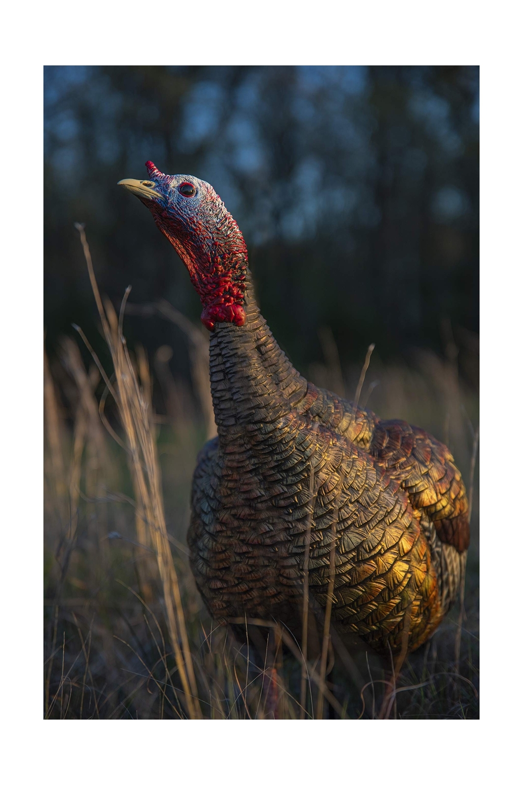 AvianX HDR Jake Turkey Decoy Rugged Durable Realistic Lifelike