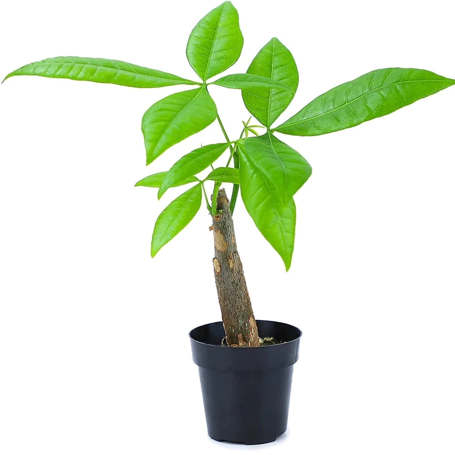 Live Money Tree Plant, Pachira Aquatica Money Tree, Feng Shui Money Tree Pach...
Opens in a new wind