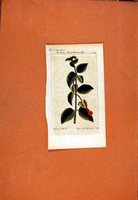 Original alter antiker Druck handkoloriert Berlin 1786 Berlerie Hanenkammartige