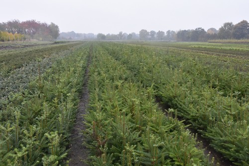 10 Douglasien (Pseudotsuga Menziesii) – Wurzelwar Produktbild-Vorschau 6
