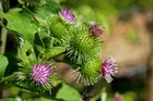 Burdock Root | 100% natural herbal tea | Arctium lappa | body tonic lopian