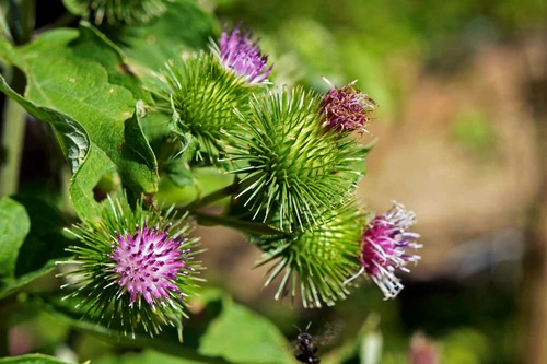 Burdock Root | 100% natural herbal tea | Arctium lappa | body tonic lopian
