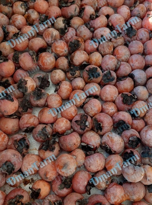 (3) TRES plántulas de crecimiento rápido nativas americanas de árbol de caqui de 24" (2 pies) Foto 3 de 4