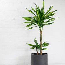 Dracaena Fragrans ‘Riki’