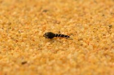 Mercury Black Beauty Glass Bead Midge Fly - Mustad Signature Hooks - 12 Flies