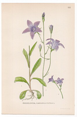 1926 Lindman Botanical Flower Print, Spreading Bellflower (Campanula patula)