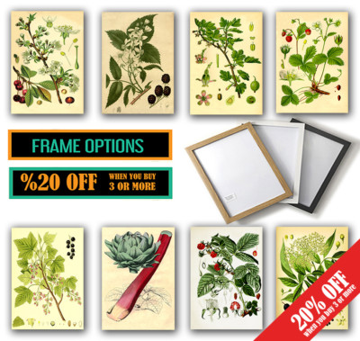 BRITISH SUMMER FRUITS Vintage Botanical Antique A3/A4 Poster WANDKUNSTDRUCK DECO