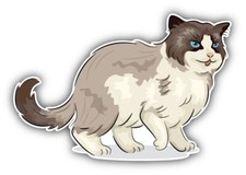 Funny Cat Car Bumper Sticker Decal