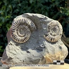 Double Arnioceras cuneiformis Ammonite Fossil - Sinemurian Jurassic - Hinckley