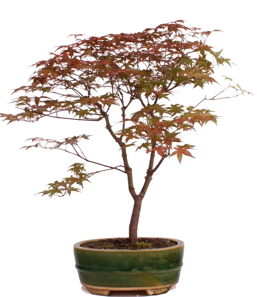 Roter Ahorn Bonsai online kaufen | eBay.de