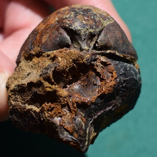 Rare Scaphiocoelia boliviensis Brachiopod Fossil – Devonian Bolivia - Picture 4 of 10