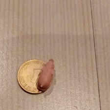 Glück Pfennig Schwein