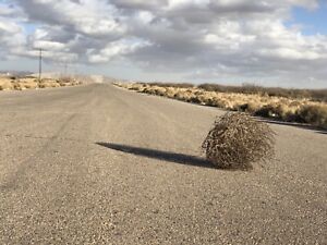 Image result for tumbleweed