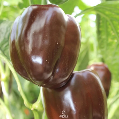 Paprikasamen süße Schokolade (Capsicum)   10 Stück