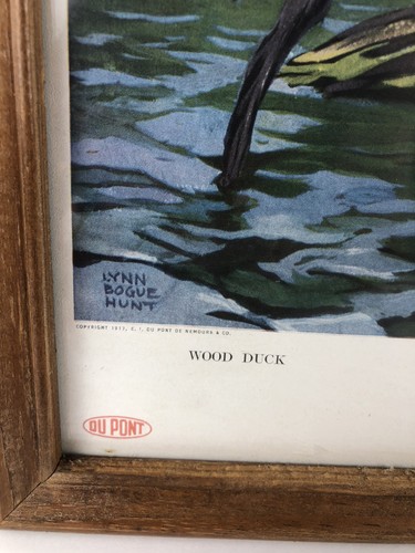 Framed Lynn Bogue Hunt Vintage DuPont Print 1917 Wood Duck Blue Winged Teal - Picture 6 of 14