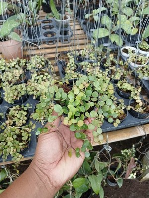 Hoya Mini Peltata Sp Borneo Rare Tropical Wax Plant