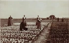 RPPC Real Photo People In Flower Field On Farm Unposted C1920 Vintage Postcard