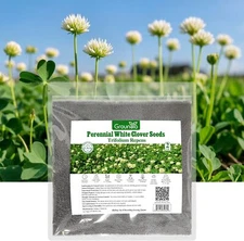 Perennial White Dutch Clover Seeds for Lawn, 2 lbs, Ground Cover Clover,