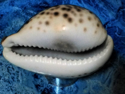 Cypraea Tigris Muschel groß 82 mm für Kuriositätenschrank Sammlung