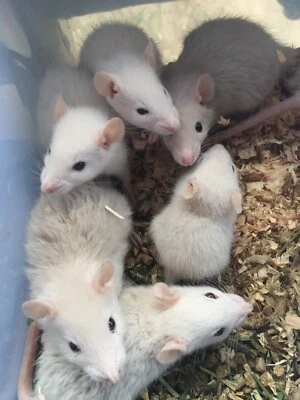 dwarf monkey for sale