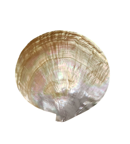 Mother of Pearl Sea Shell Caviar Plate 7" Diameter