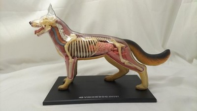 4D Vision Dog gebraucht