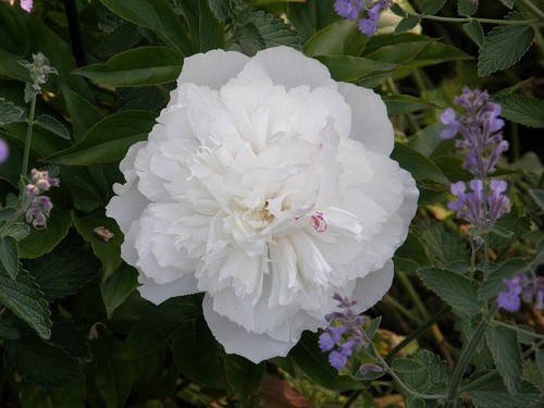 FESTIVA MAXIMA DOUBLE PEONY (PAEONIA) WHITE BARE ROOT PERENNIAL PLANTS X 2 ROOTS - Picture 6 of 9
