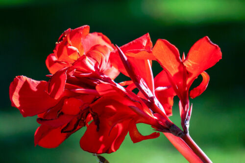 5 RED CANNA LILY Indian Shot Canna Indica Flower Seeds *Flat S/H - Afbeelding 1 van 11