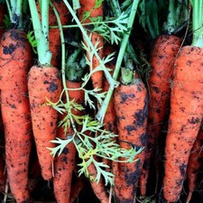 150 Graines De Carotte Nantaise (bio)