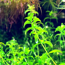 Pearl Weed Hemianthus Micranthemoides 20stems Buy 2 Get 1 Free Random Plant Pearl Weed Hemianthus Micranthemoides 20stems Buy 2 Get 1 Free Random Plant