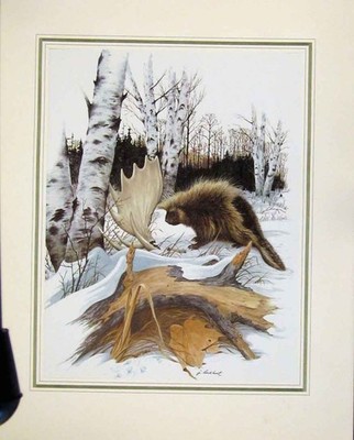 Original alter Vintage Druck Stachelschwein Hirsch Hörner um 1967 Portrait Tier Natur