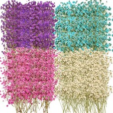 Dried Baby's Breath Flowers 200 Pcs Preserved Gypsophila 4 Colors Resin