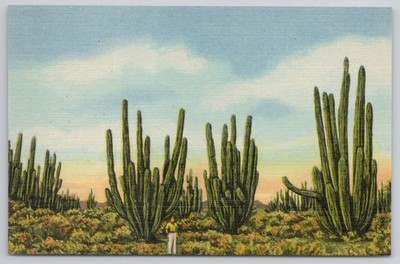 Giant Saguaro Cacti Forest Guaymas Sonora Mexico Linen Postcard