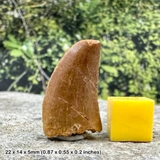 Carcharodontosaurus dinosaur tooth fossil (similar to t-rex)