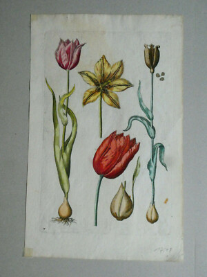 1611: Tulipa Flore Vario, Johann Theodor de Bry ( Florilegium novum, Oppenheim)