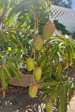 ROSIGOLD Grafted Rare MANGO Tree 3Gal Pot Ready To Fruit Ship UPS Overnight