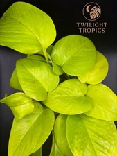 Neon Pothos – Rooted Live Plant | Easy Care Indoor Houseplant Vine